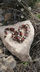 Lampropeltis gentilis