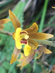 Tainia dunnii