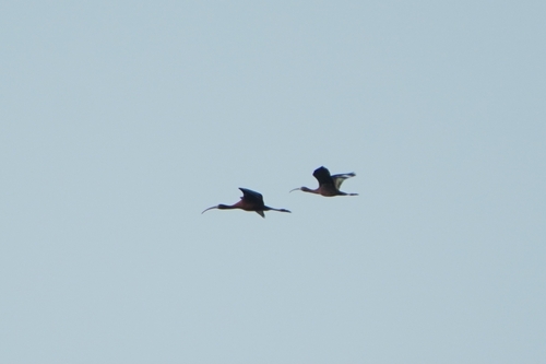 iNaturalist image
