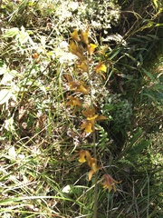 Tainia dunnii
