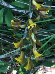 Tainia dunnii