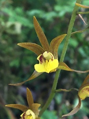 Tainia dunnii