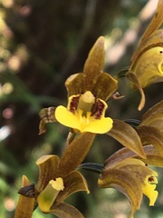 Tainia dunnii