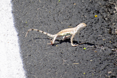 Callisaurus draconoides ventralis