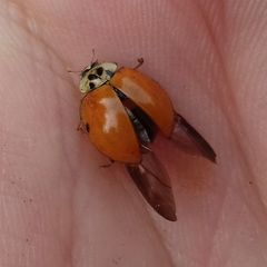 Harmonia axyridis