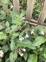 Symphytum × hidcotense