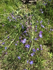 Anchusa strigosa