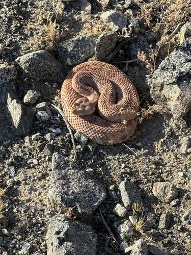 iNaturalist observation photo of Southwestern Speckled Rattlesnake
