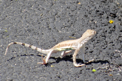 Callisaurus draconoides ventralis