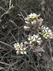 Cochlearia officinalis
