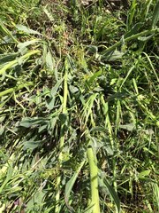 Anchusa strigosa
