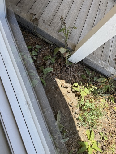 iNaturalist observation photo of California Ground Squirrel
