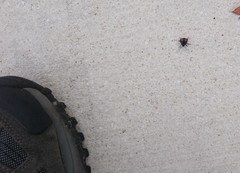 Euthyrhynchus floridanus