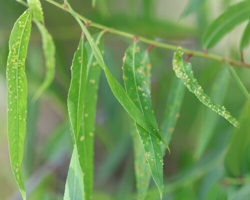 Willow Bead Gall Mite