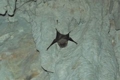 Taphozous georgianus