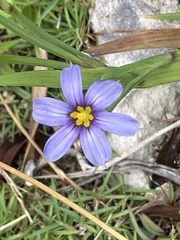 Sisyrinchium bermudiana, photograph author not stated, no rights reserved