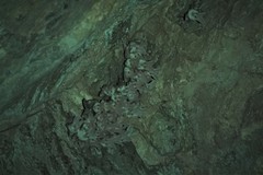 Macroderma gigas