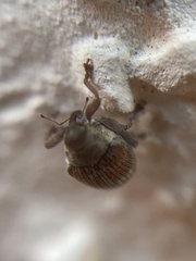 Coeliodes