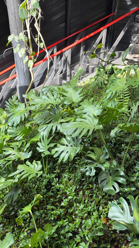Swiss Cheese Plant