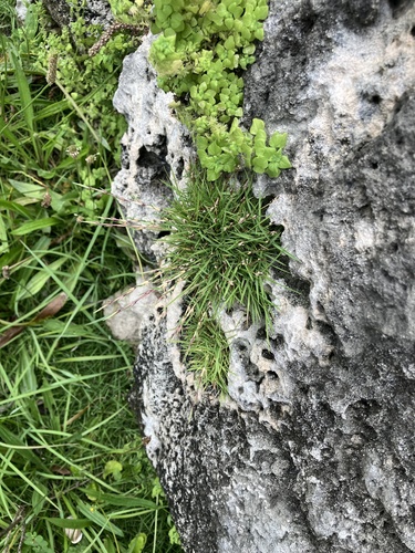 Zoysia matrella, photograph 3