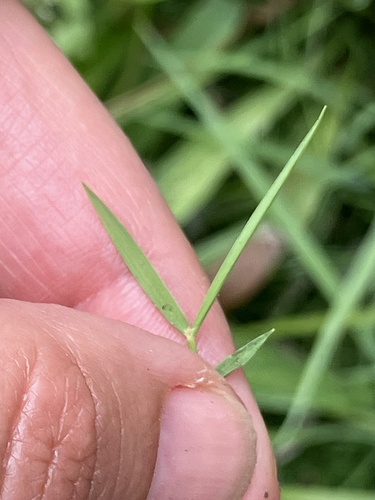 Zoysia matrella, photograph 4