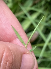 Zoysia matrella, photograph author not stated, no rights reserved