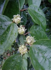 Passiflora auriculata