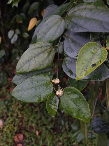 Passiflora auriculata, photograph 3