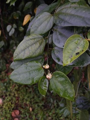 (c) Danna Lizeth Guevara Prieto, some rights reserved (CC BY) Passiflora auriculata, photograph (c) Danna Lizeth Guevara Prieto, some rights reserved (CC BY)