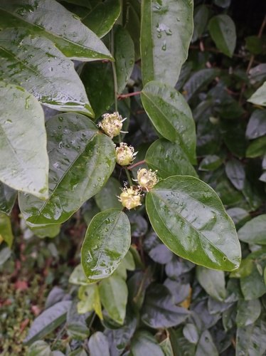 Passiflora auriculata, photograph 2