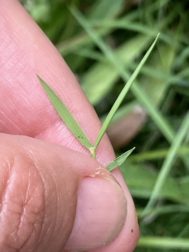 Zoysia matrella, photograph 5