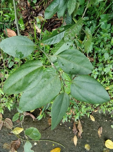 Passiflora auriculata, photograph 4