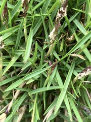 Zoysia matrella, photograph author not stated, no rights reserved