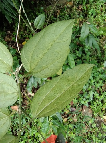 Passiflora auriculata, photograph 5