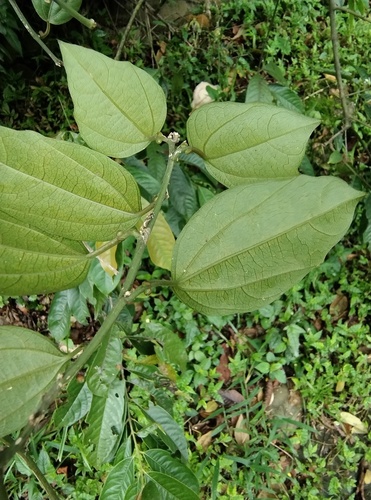 Passiflora auriculata, photograph 6