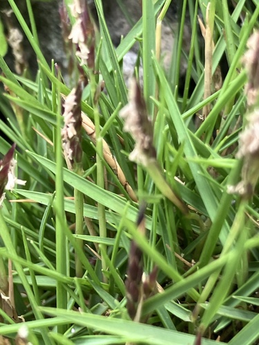 Zoysia matrella, photograph 2