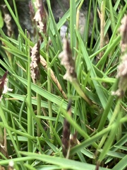 Zoysia matrella, photograph author not stated, no rights reserved
