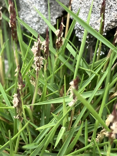 Zoysia matrella