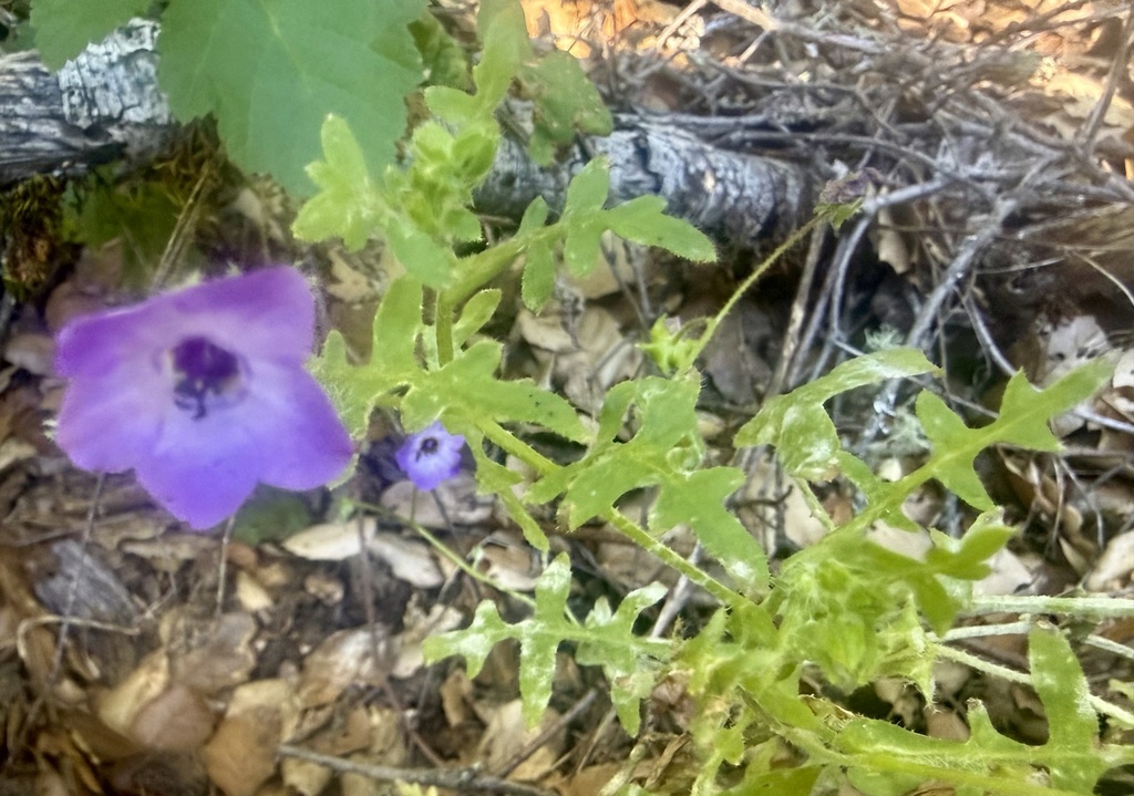 Pholistoma auritum; photograph author not stated, no rights reserved