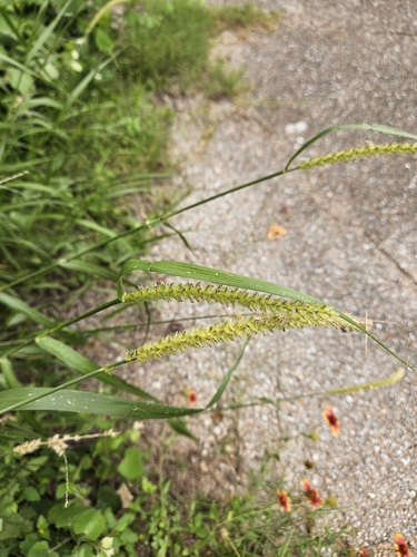 Cenchrus myosuroides observed 2026-06-01