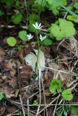 Gagea triflora
