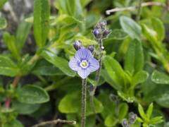 Veronica aphylla