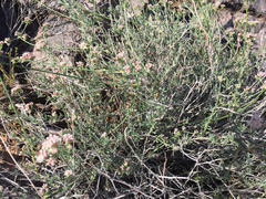Eucycla
