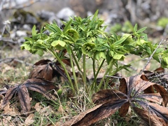 Helleborus cyclophyllus