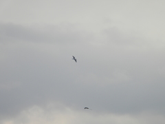 Chroicocephalus ridibundus