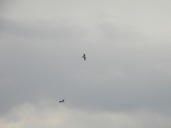 Chroicocephalus ridibundus