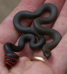 Diadophis punctatus modestus