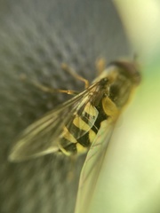 Syrphus vitripennis