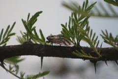 Munza basimacula