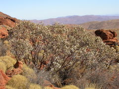 Eucalyptus minniritchi